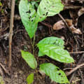 Cacao