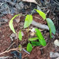 Cacao