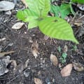 Cacao
