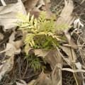 Grevillea