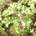 Barbados Nut