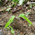 Cacao