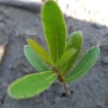 Black Mangrove