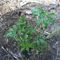 Tolu balsam