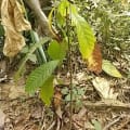 Cacao