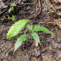 Cacao