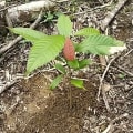 Cacao - New Year