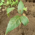 Cacao
