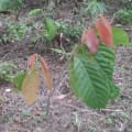 Cacao