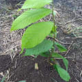 JEToPlant