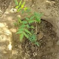 Neem