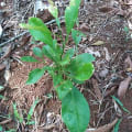 Limette