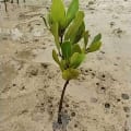Weiße Mangrove