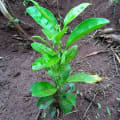Citronnier