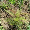 Grevillea