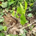 Cacao