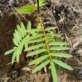 Tephrosia