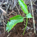 Passion Fruit