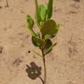 Yellow Mangrove