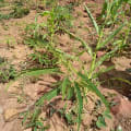 Sesbania