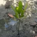 Weiße Mangrove