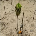 White Mangrove