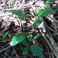 Caoba