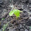 Tamarillo