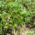 Moringa