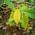 Cacaotier