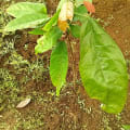Cacaotier