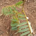 Tephrosia