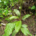 Cacaotier