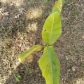 Banane