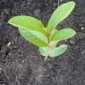 Guava