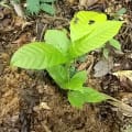 Cacao