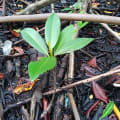 Red Mangrove