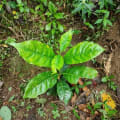 MeinBaum