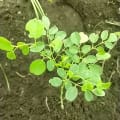 Moringa
