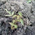Neem