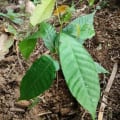 Cacao