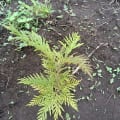 Grevillea