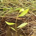 Acacia Mangium