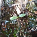 Red Mangrove
