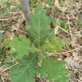 Downy Oak