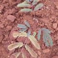 Calliandra