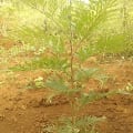 Grevillea