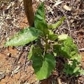 Tamarillo