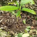 Cacao