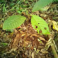 Cacao